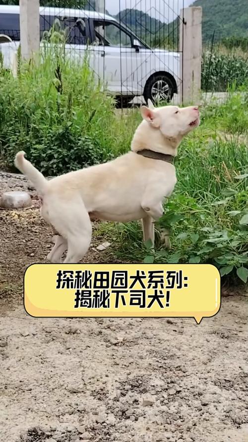 2025澳门資料免費大全和中国下司犬外网爆火与中国下司犬介绍