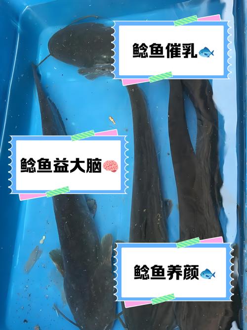 2025全年资料大全正版和放生2.5万斤外来鲇鱼与放生鲇鱼的功德