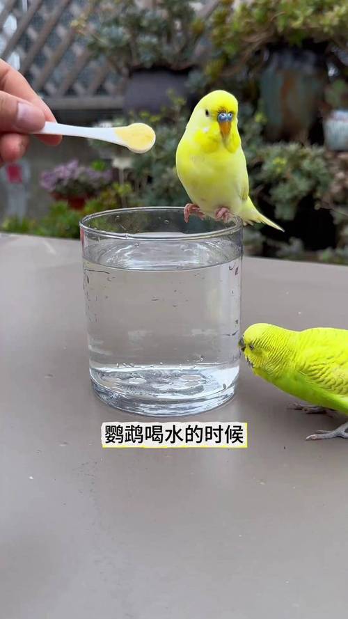 新澳门近15期开奖记录和鹦鹉开饮水器喝水与鹦鹉开饮水器喝水好吗