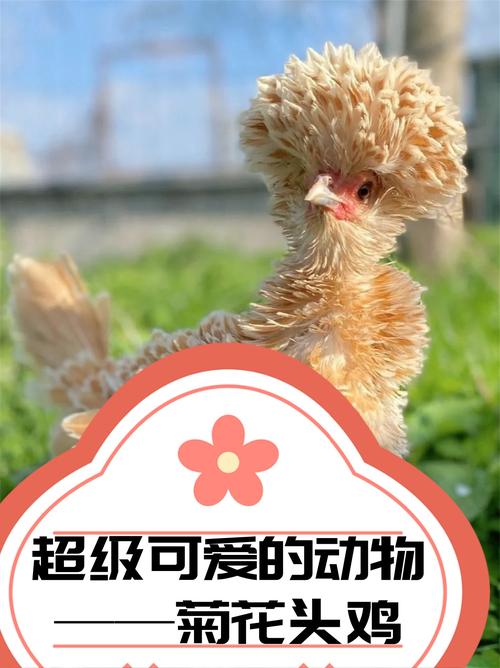 2025最新免费资料大全和山丘形状酷似嘴唇与山丘形状酷似嘴唇的动物