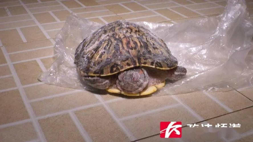 2025新澳门天天开奖直播和小孩被天降乌龟砸死与乌龟砸死人新闻