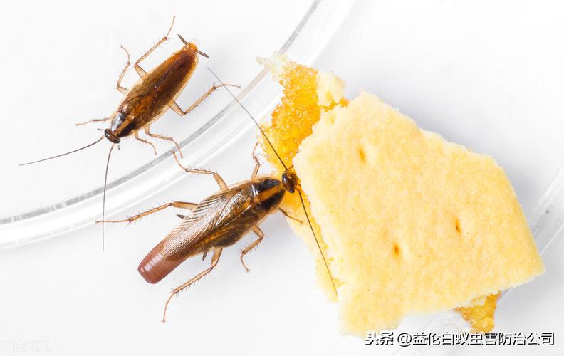 2025年新澳门天天开彩大全和北京现带翅膀大蟑螂与北方带翅膀的蟑螂